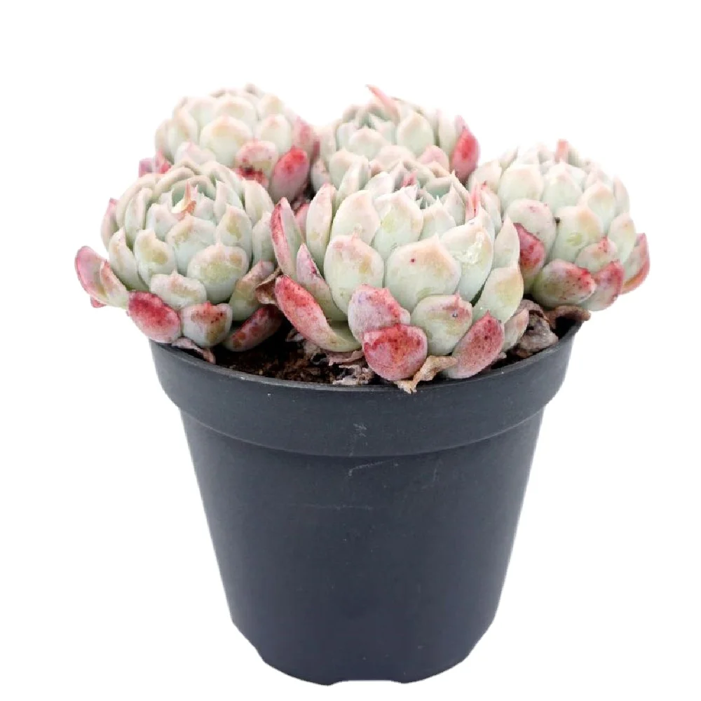 
Succulents wholesale live plants live ornamental echeveria decorative flowers live natural succulent plant 
