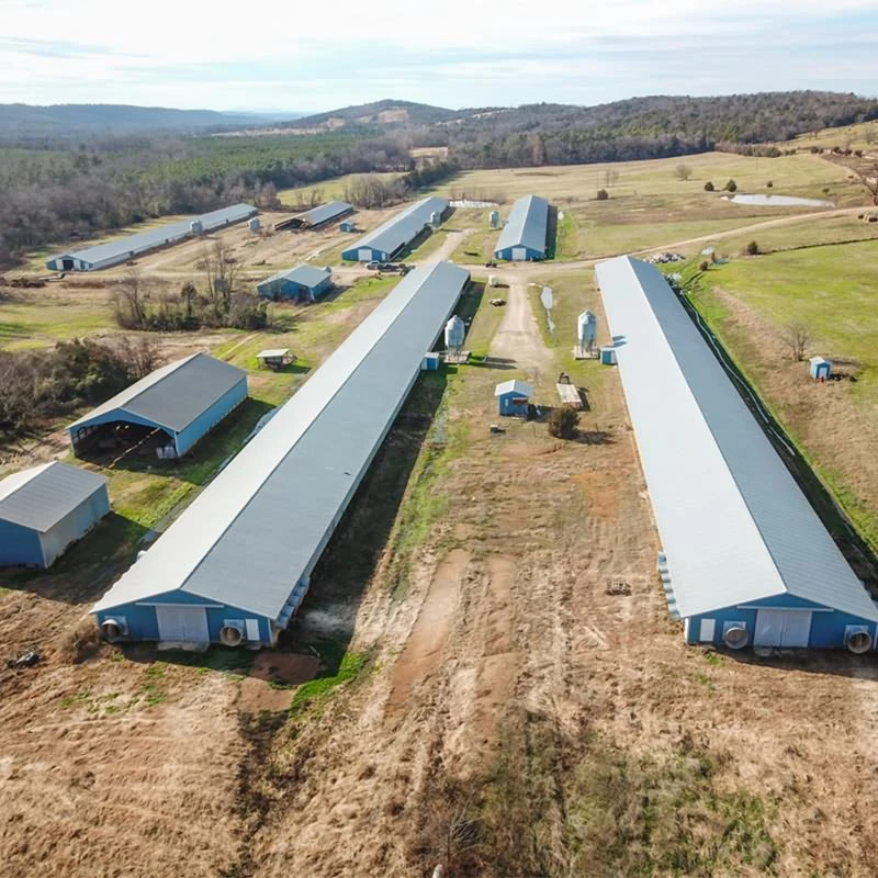 China factory price modern style steel frame structure poultry farm house design shed/chicken farm house building