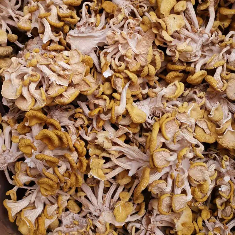 Dried Chanterelle Mushrooms