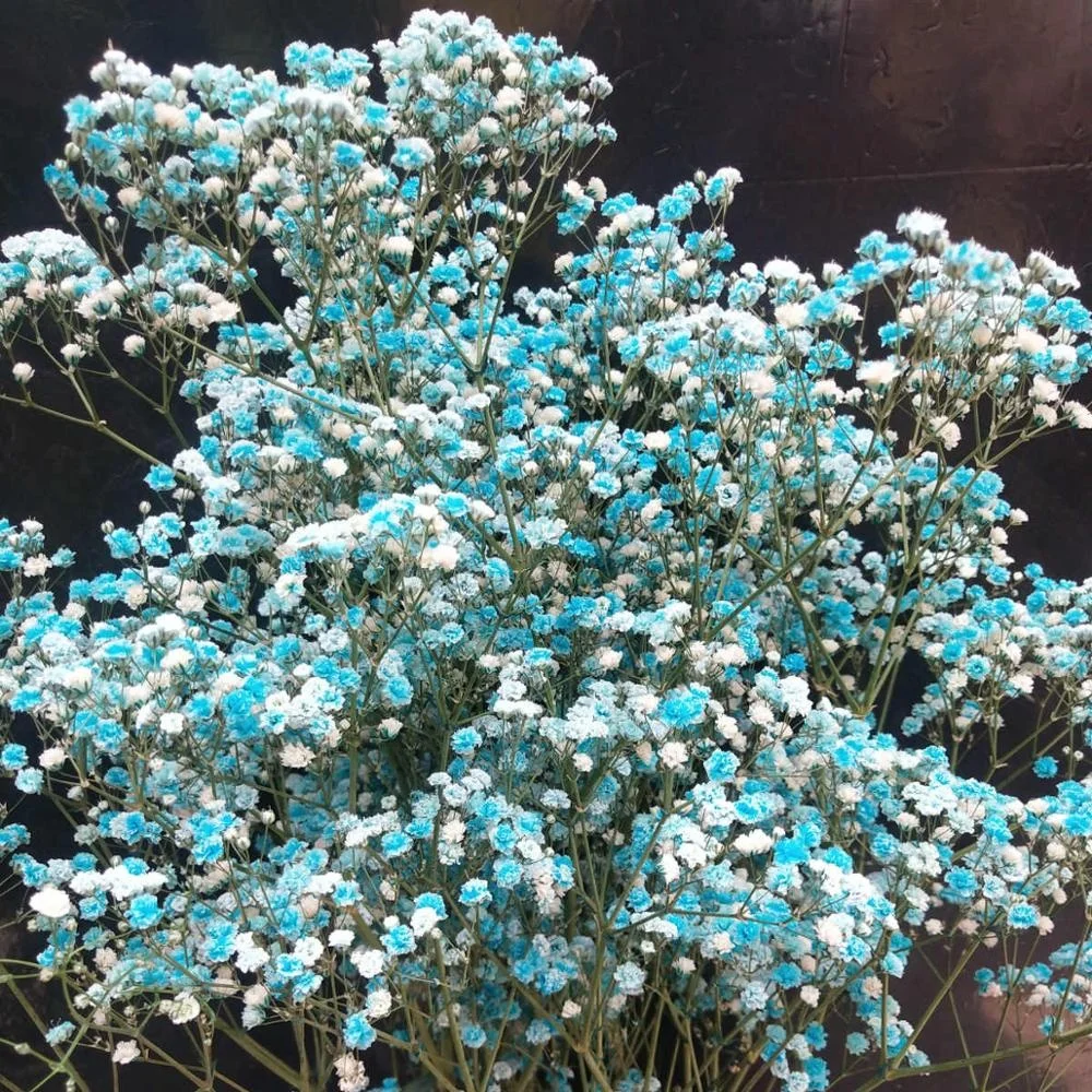  Консервированный цветок babysbreath для домашней цветочной композиции 1 комплект из 100-120 граммов изготовления изделий ручной