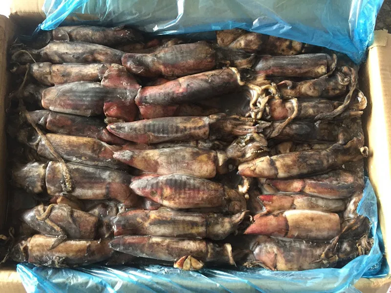 Frozen Glitter Black Squid Ring Frozen Squid Ring Cheap Price Black Squid for Market