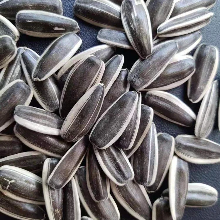 Different type sunflower seeds 361/363/601/5009 raw snack seeds sunflwer