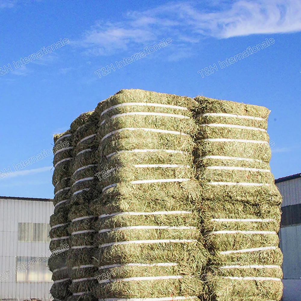
Animal Feed Timothy Alfalfa Lucern hay in bales wholesale 