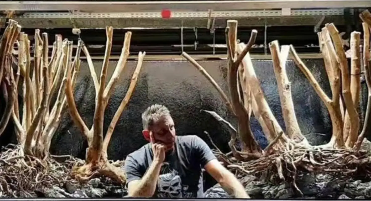 Wholesale Nature Decorative Tropical Rain Forest Tree Large Bonsai Driftwood Tree