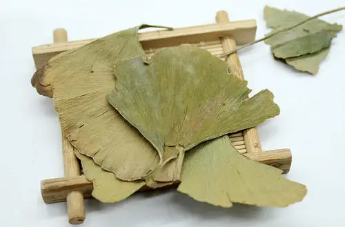 
Natural 100% ginkgo biloba leaves 