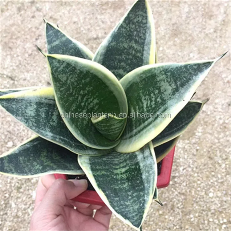 sansevieria trifasciata laurentii sansevieria superba sansevieria golden hahnii  cylindrica