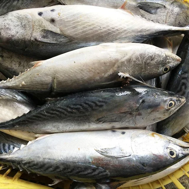 
Bonito fish flakes bonito powder bonito fish with prices 