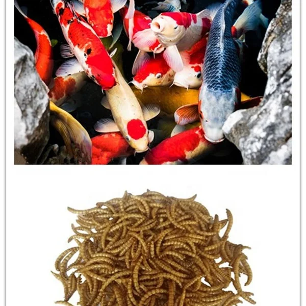 
Koi Food Fish Feed Dried Mealworm Aquatic Feed Additive 