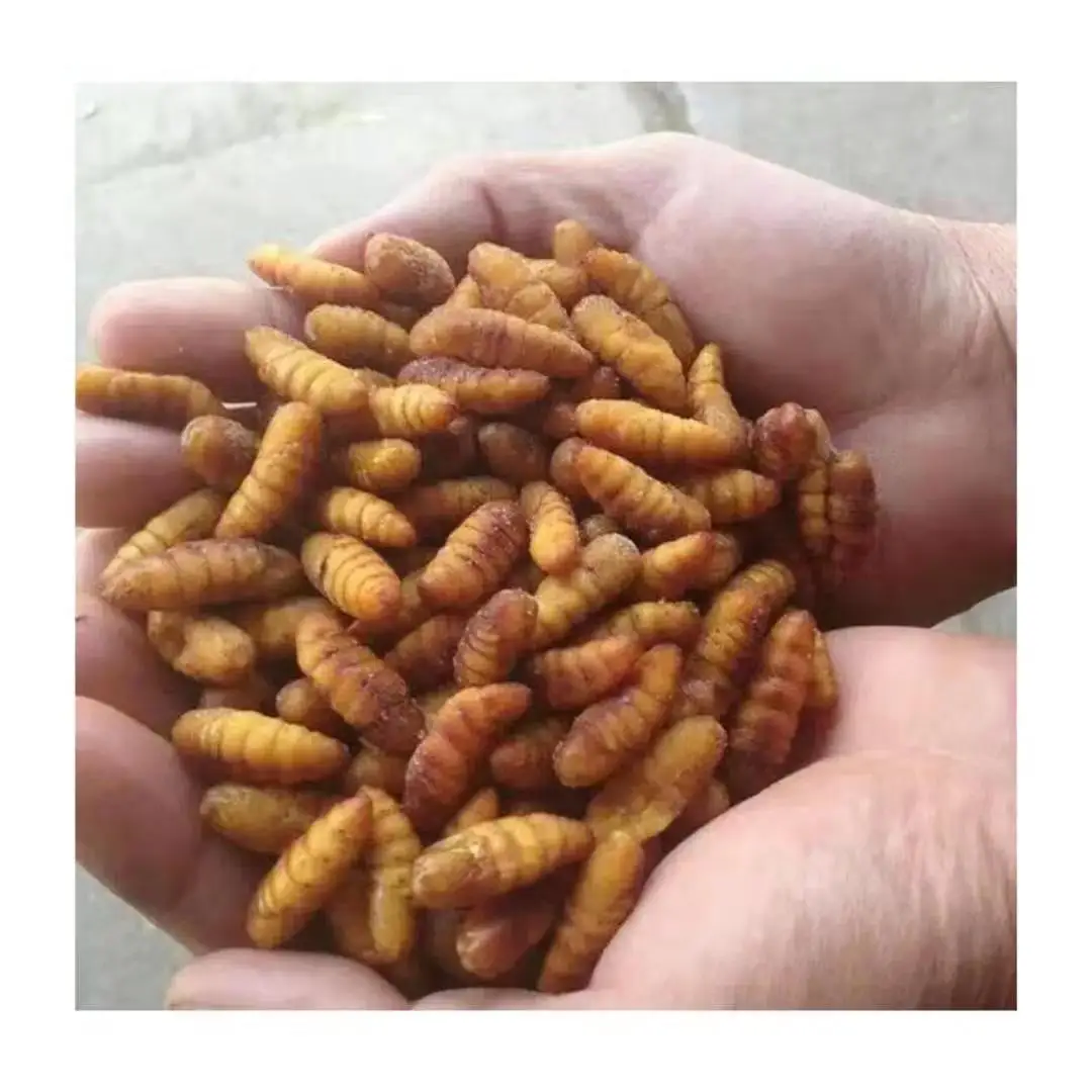 Hot Selling Silkworm Pupa Delicius Food Pupae Frozen Silkworm Pupa Frozen Silkworm From China
