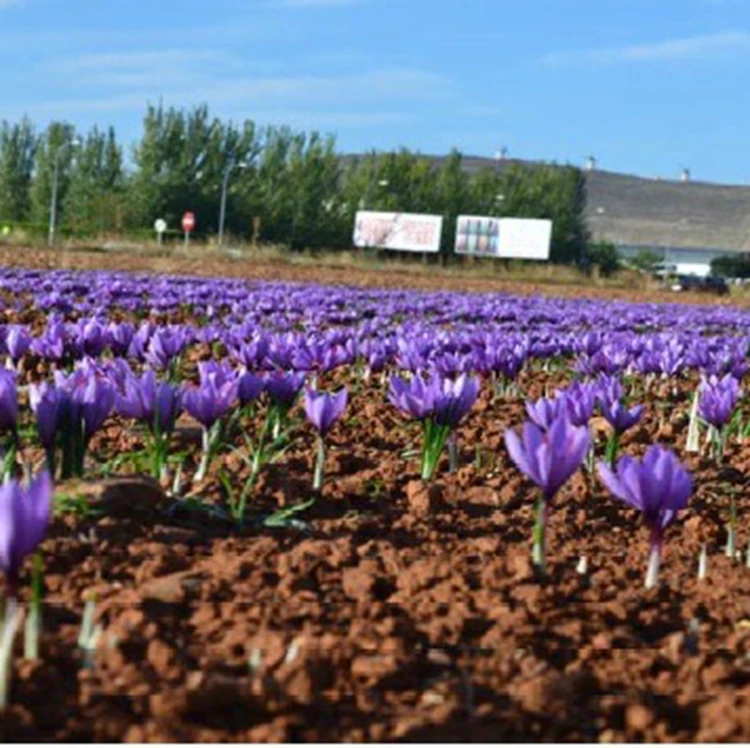 wholesale price of buy pure bulk organic premium kilogram SPANISH SAFFRON tea per kg exporter supplier