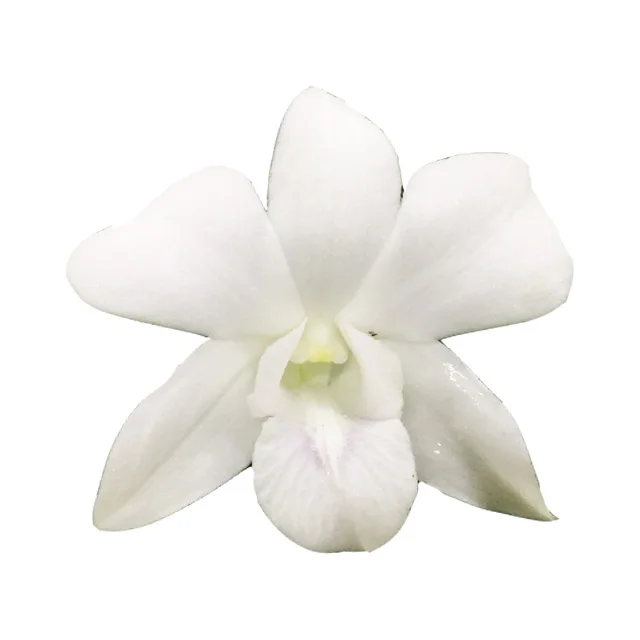 
Wholesale Fresh Dendrobium Big White Thai Orchid Cut Flower , Premium quality @ Best price Try us!! 