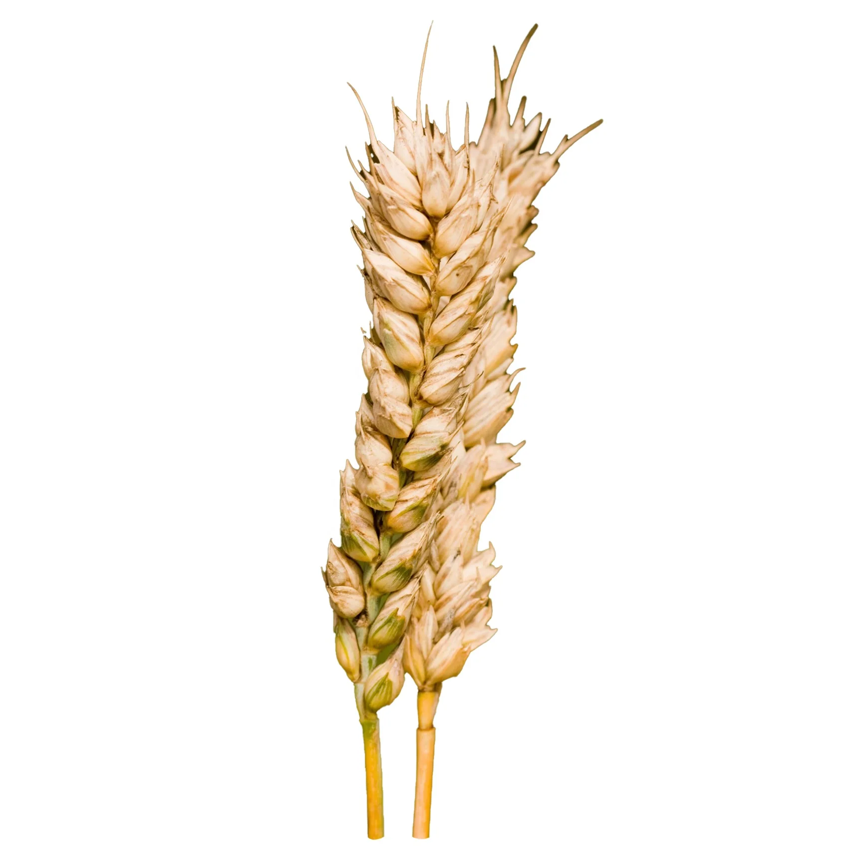 
High Quality Natural Whole Top Grade Wheat 