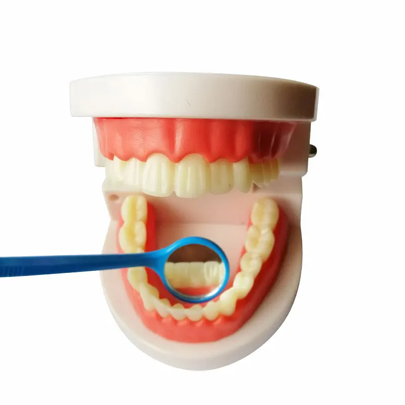 Soft Gums 28 Teeth Standard Guide Teeth Brushing Practice Dental Model Tooth Model For Student Practice