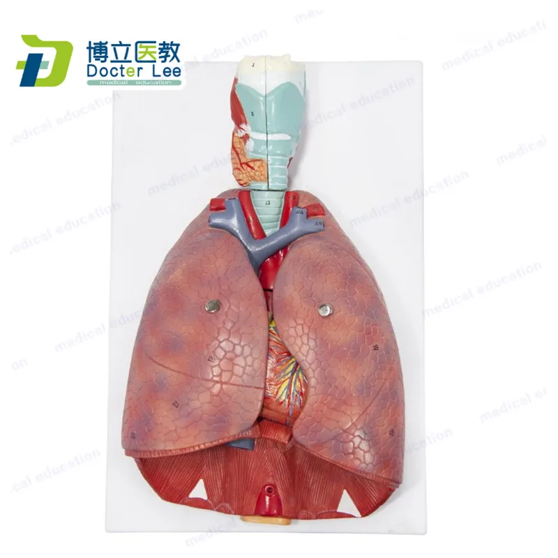 7 Parts Human Respiratory System Anatomy Model with Heart and Lungs for Medical Educational
