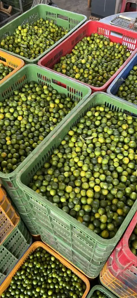 Фрукты каламansi