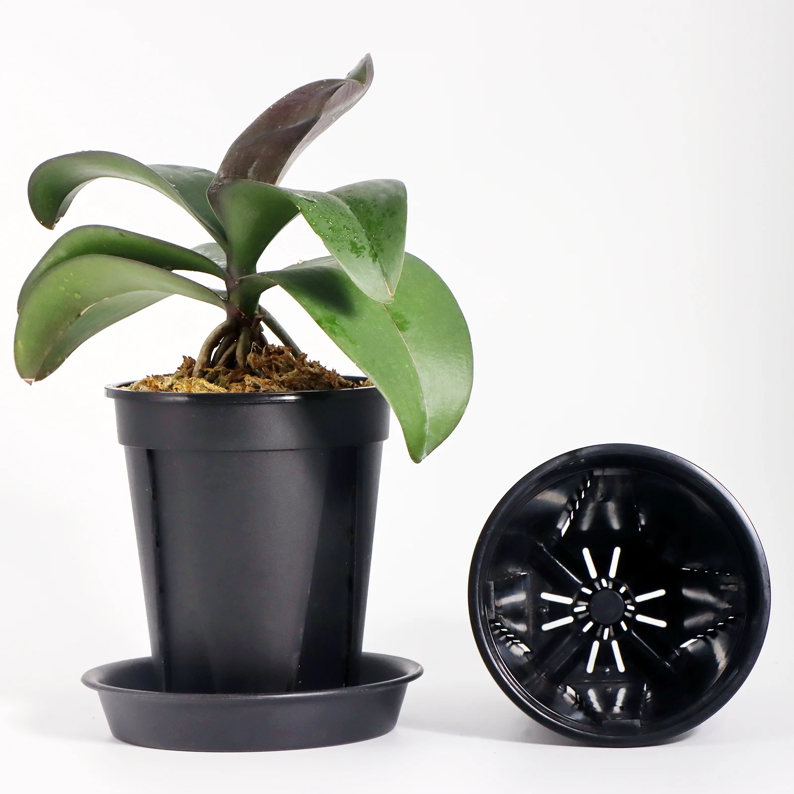 Plastic Transparent Flower Pots Orchids Grow Breathable Root Control Special Plant Pots Side Hole