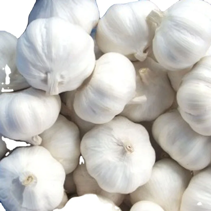 Big Garlic honan Agriculture seed companies onion and garlic storage santol