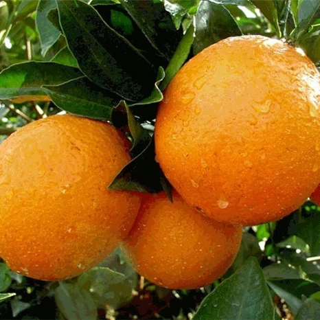 Концентрат апельсина, покупатели, первый вариант, вкус апельсина