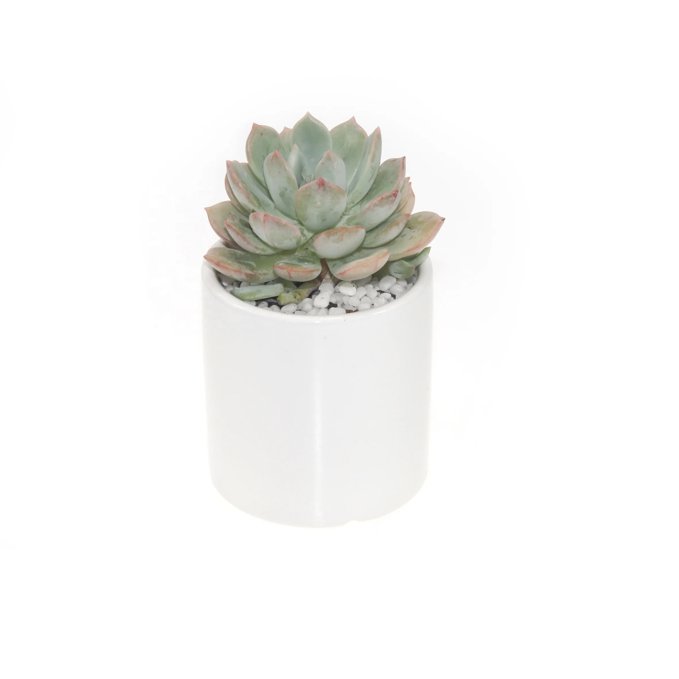 
hot selling popular green color succulent plants of Graptoveria Grimm for nursery decoration 