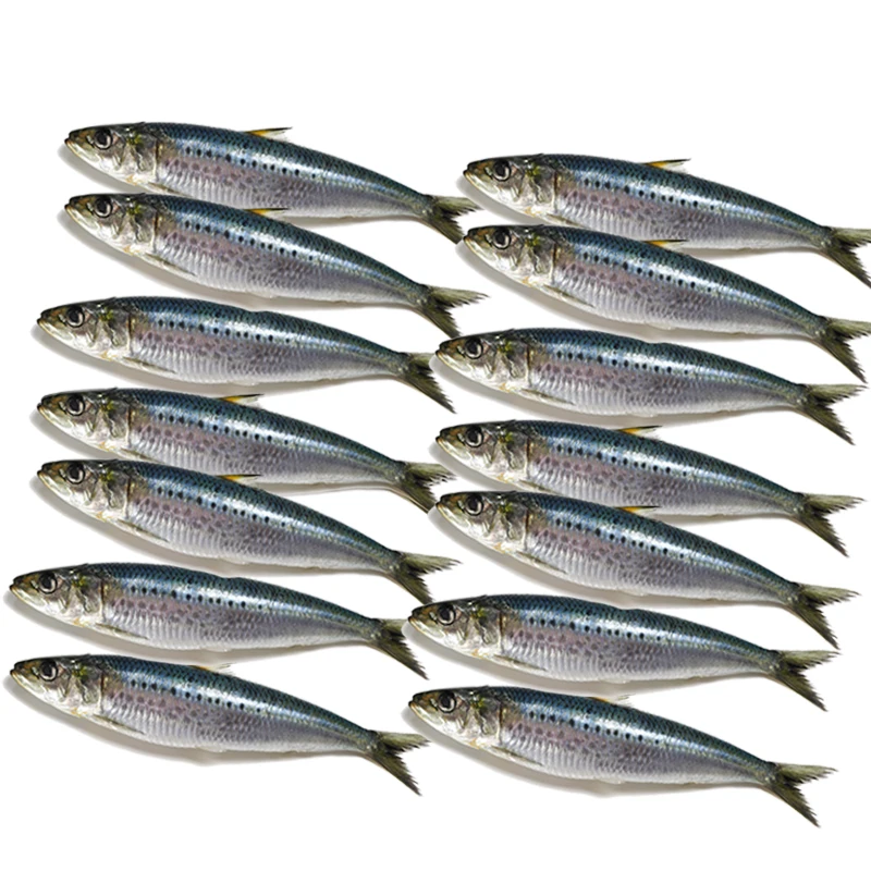 
High quality IQF freshness sardine in fish frozen seafood in bulk HACCP for fishing bait lures raw material 