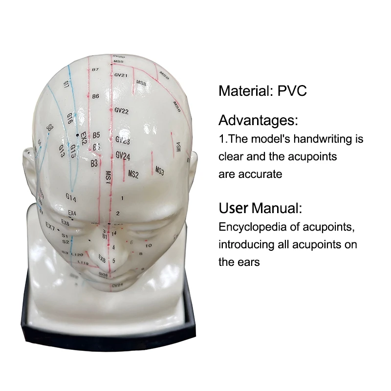 Shopping Extravaganza High Quality Medical Use Acupuncture Model Head Acupuncture Model Instructional Acupoint Teaching Model