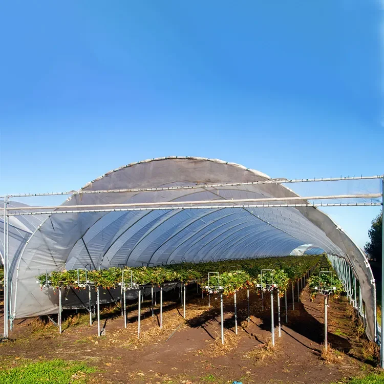 Sainpoly Heavy commercial greenhouse 4 season For Agricultural Blueberry Strawberry Farming Tunnel Greenhouse
