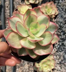 QS074 Echeveria Suyeon Variegated Factory Direct Colorful Succulents Flower Pots Artificial Succulent