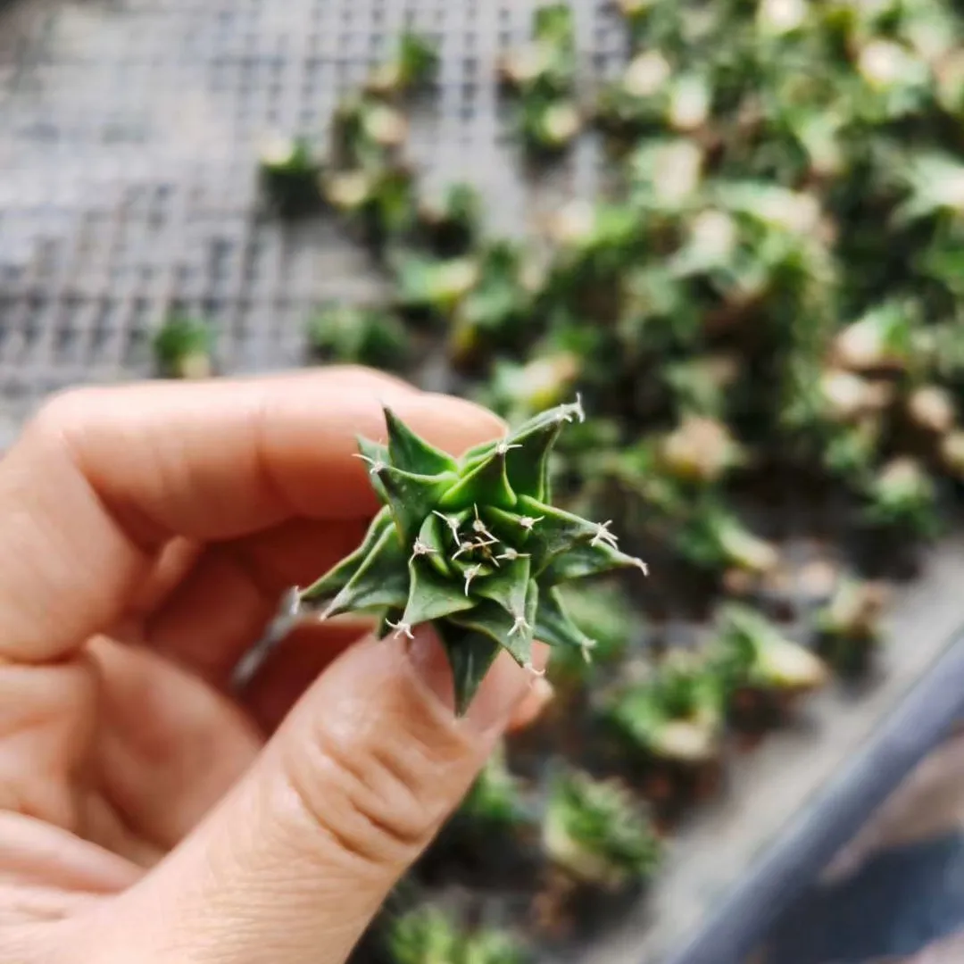 
Wholesale cactus real cactus natural plant woody plants blooming cactus 