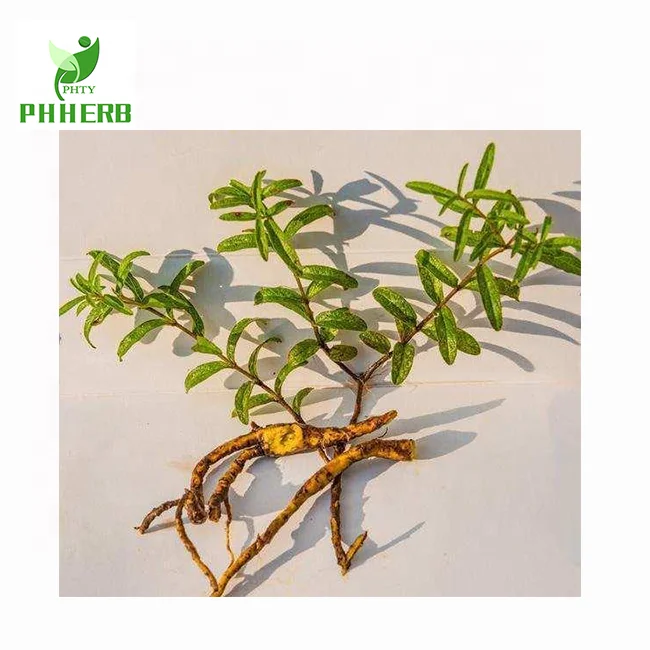 Top quality super root extract Baical skullcap root extract powder for health