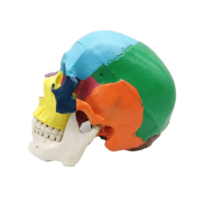 Removable tooth Dental art color skulls head oral teaching model 1:1 detachable head Teeth skull Anatom Models