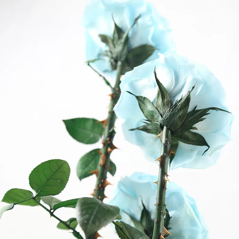 Wholesale Price beauty and the beast roses preserved roses in glass dome