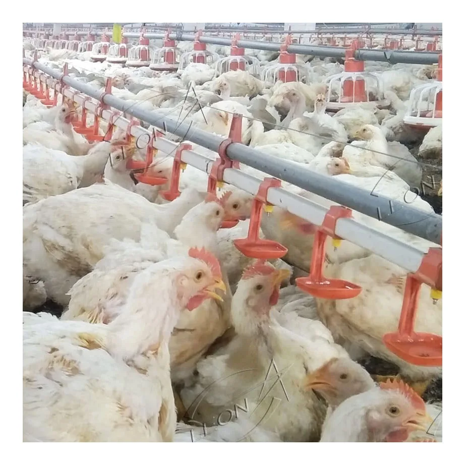 High quality automatic chicken farm system poultry equipment
