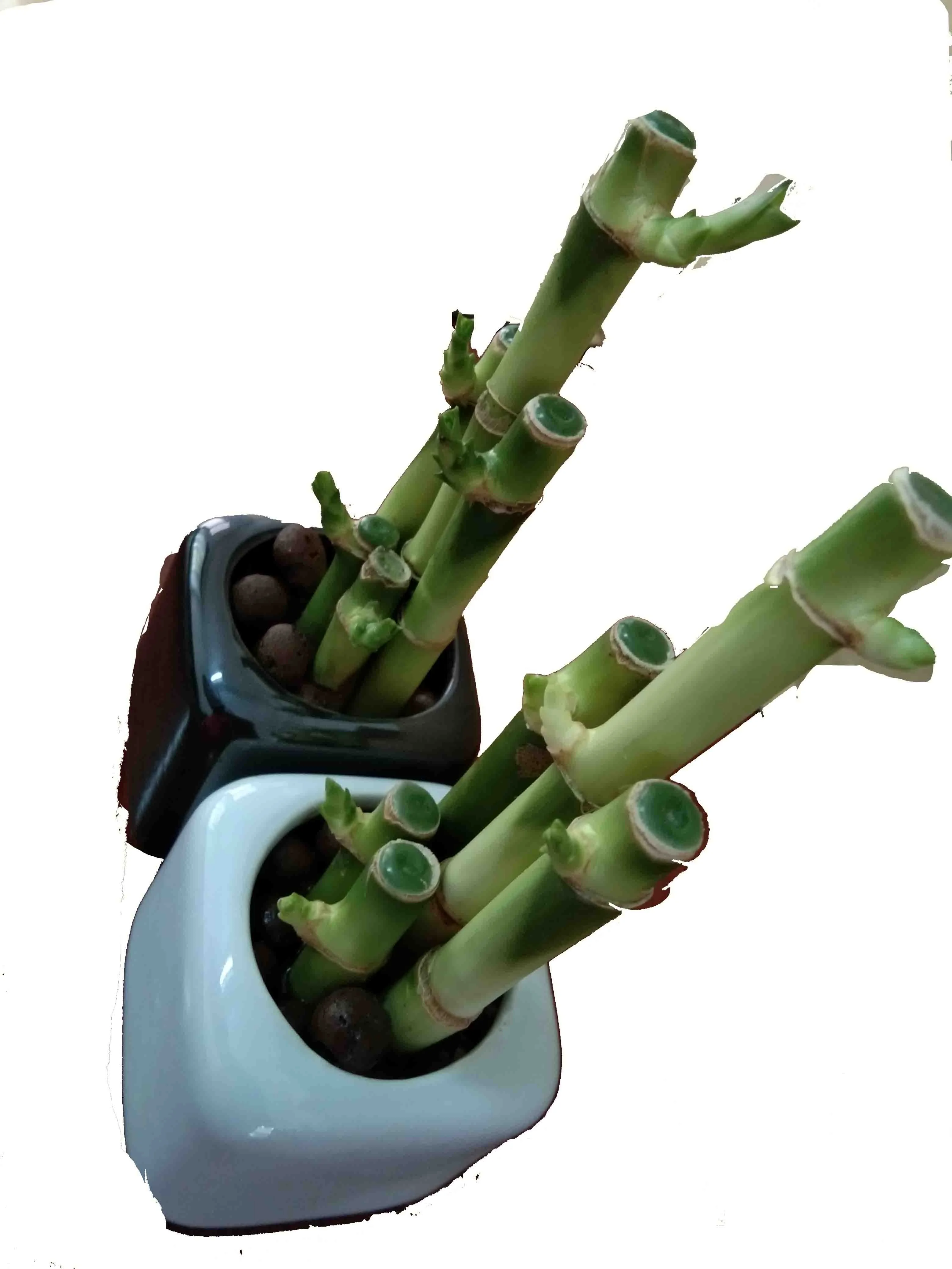 Green lucky bamboo plant 5 in 1 ornamental plantswith good quality Zhanjiang