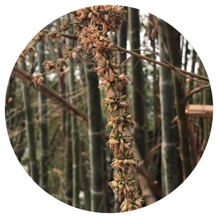 Новое поступление, семена тайского бамбука дендробикамус sp.