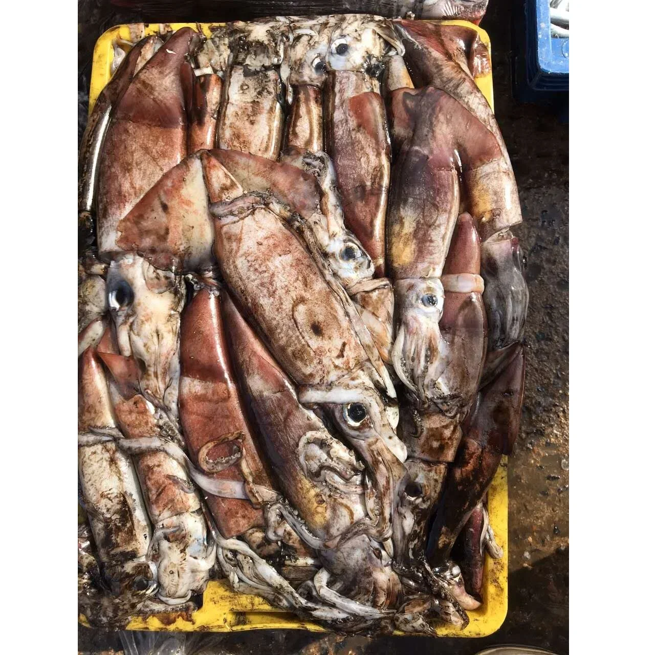 High Quality LIGHT FISHING Frozen NATURE Seasonal Symplectoteuthis Oualaniensis Black Squid