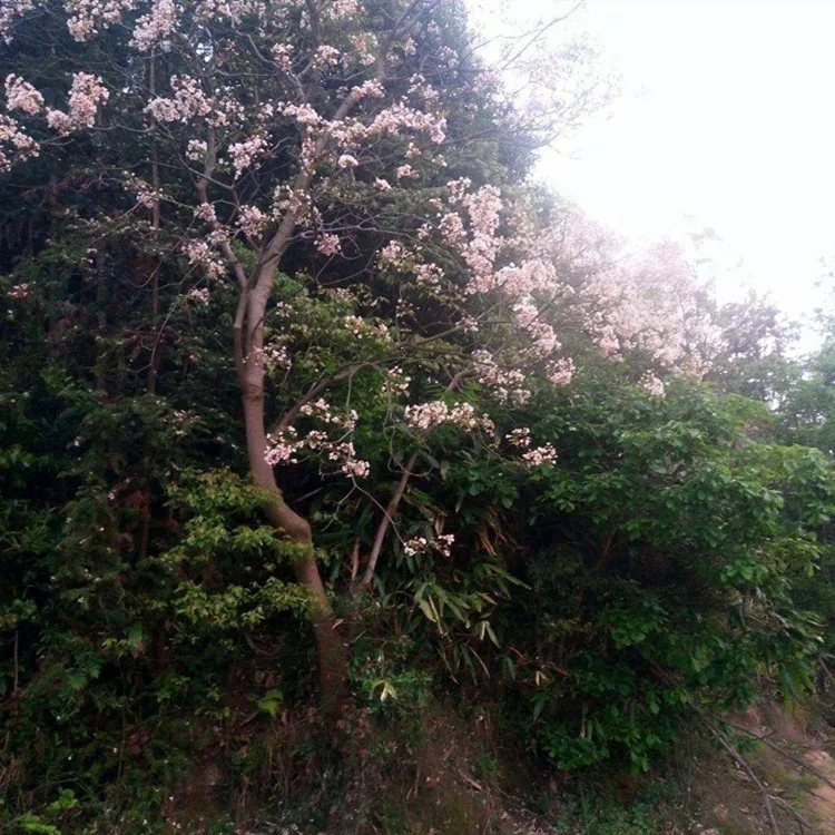 
100% Tung Oil China wood oil/CAS No.8001-20-5 without addititves! 