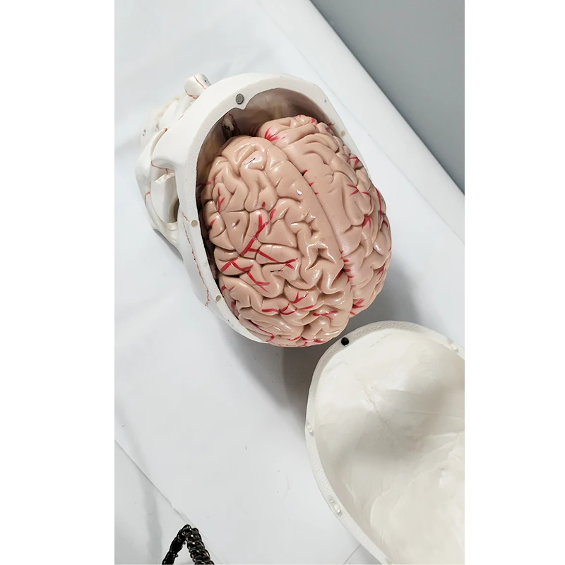 Human skull with accompanying brain model