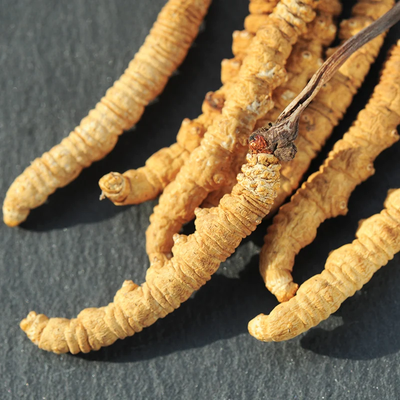 3000pcs per kg pure wild Nagqu Top grade Cordyceps sinensis L size