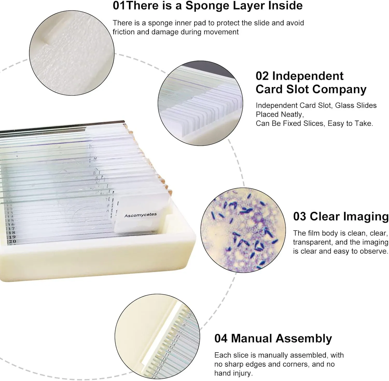Preparation of Microscope Slides Maize Botanical Plants for Teaching and Research