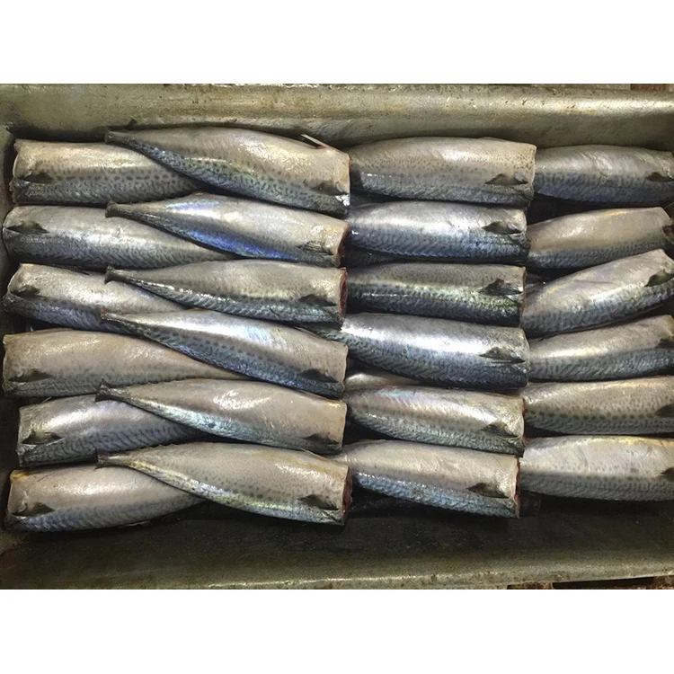 Good taste fresh frozen pacific mackerel fish 300-500g size on sale
