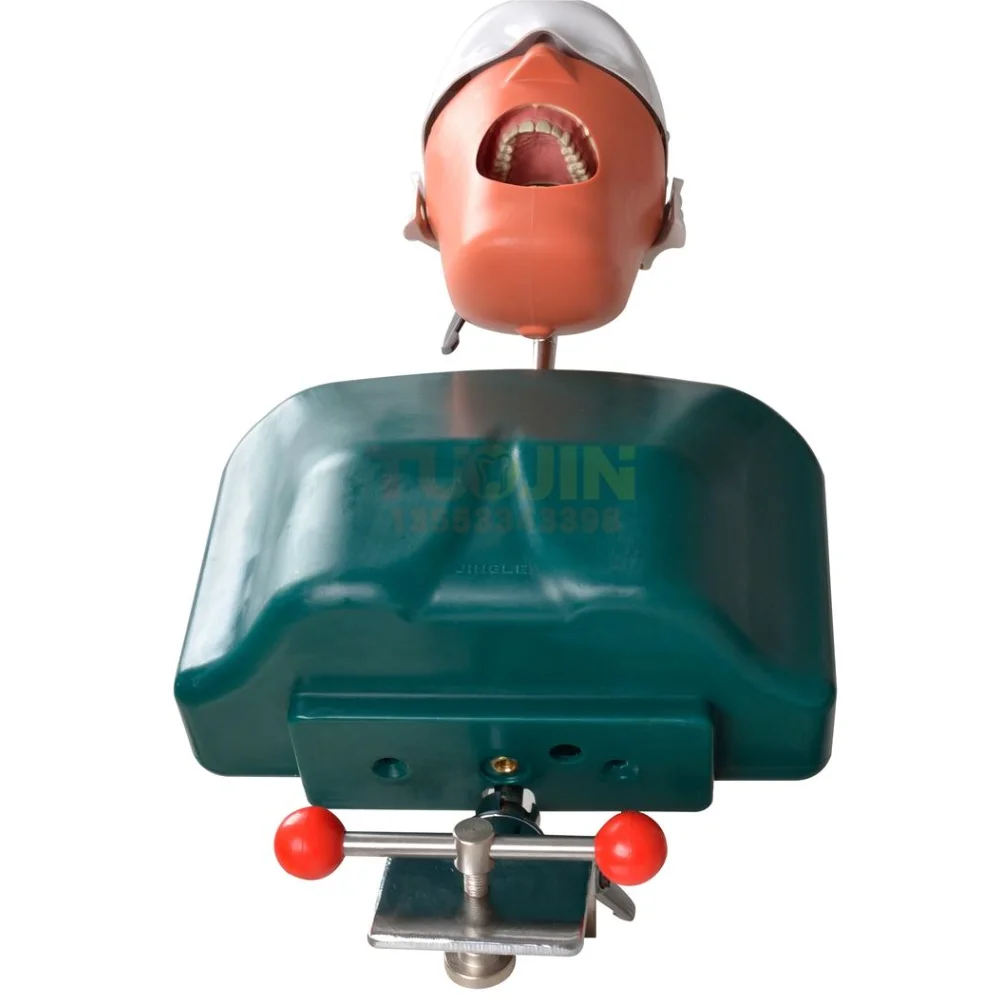 Dental Simulators Hygiene Manikins Phantom Head Sennior Teeth Model With Torso For Dentist Practise Teaching Model