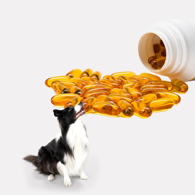 Elevate Pet Nutrition with Phospholipid Fish Oil Delivering Long-lasting for Lustrous Pet Hair Vitamin-coated fish oil capsule