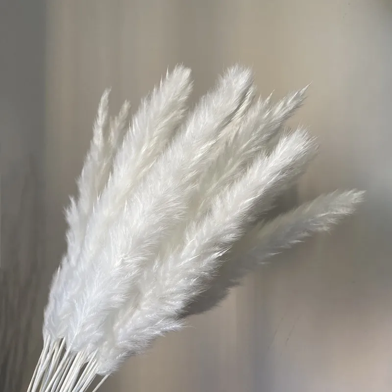 Factory price Small White Natural Dried Reed Pampas Grass For Decoration