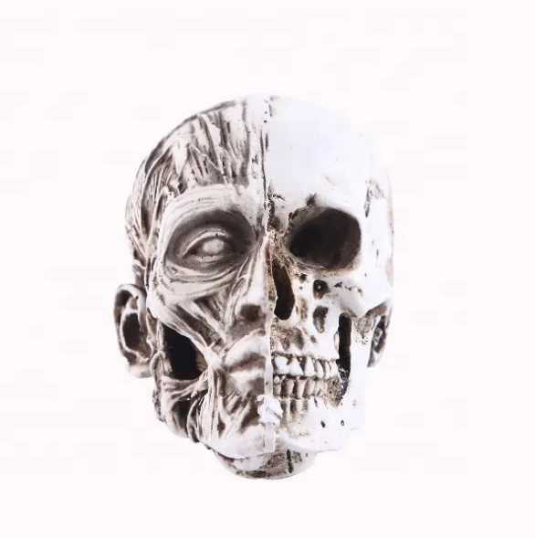 Модель человеческого черепа для обучения биологии