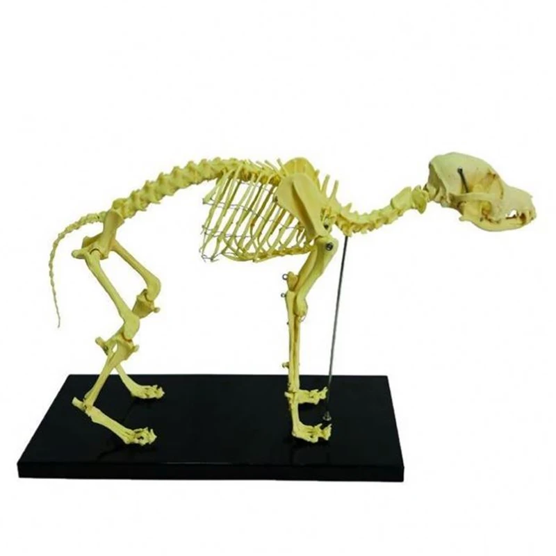 Dog skeleton anatomy acupuncture medical model free 3d animal model life size animal model animal