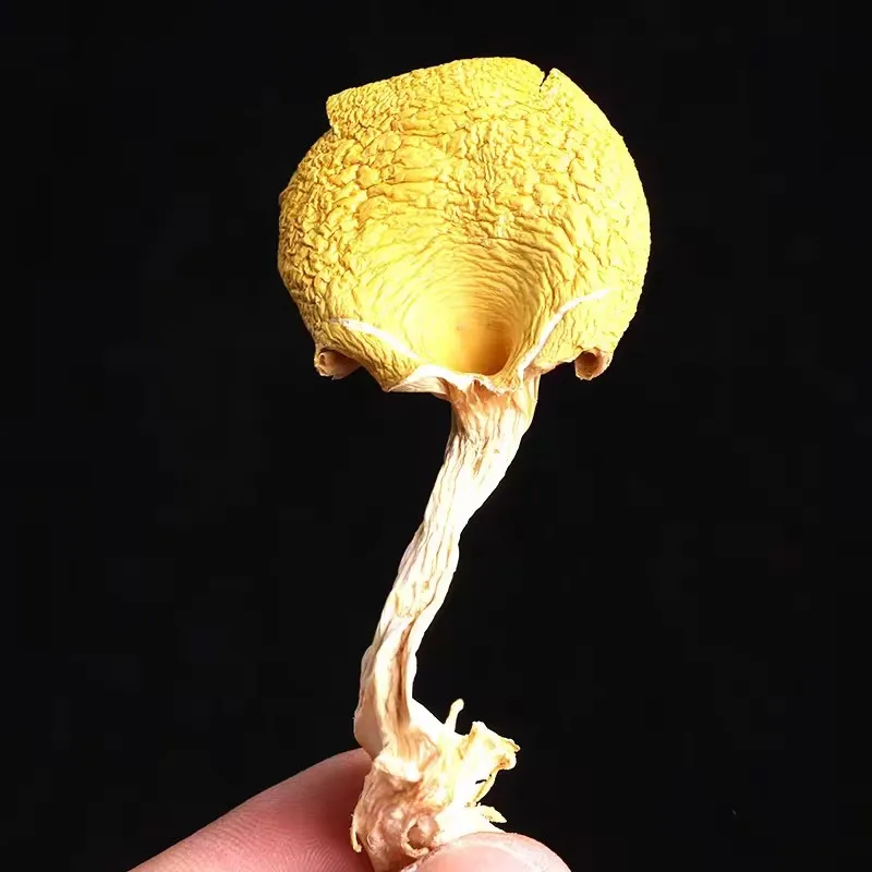 Detan Wholesale price dried chanterelle mushrooms in bulk with high quality