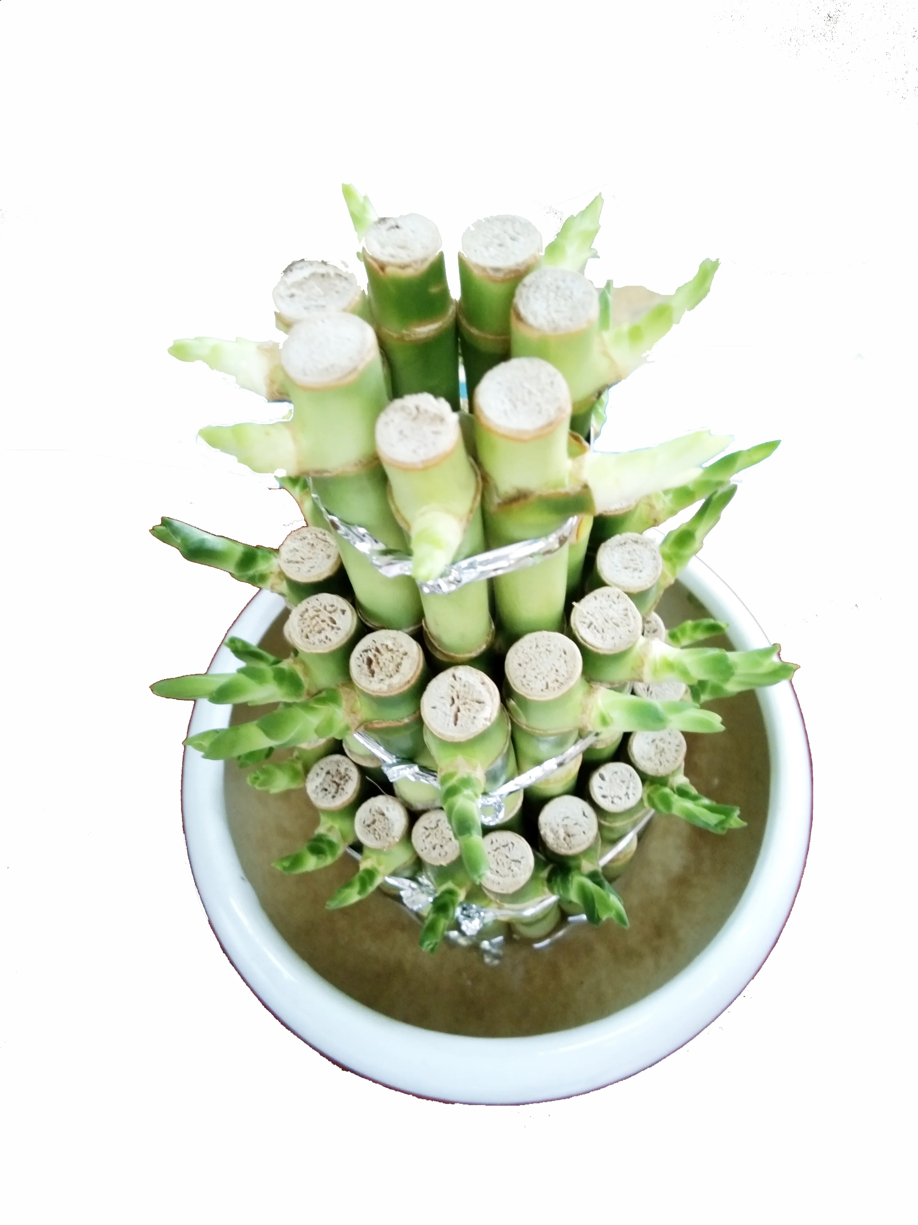 
Factory wholesale high quality and high sales lucky bamboo tower bamboo indoor potted plants 