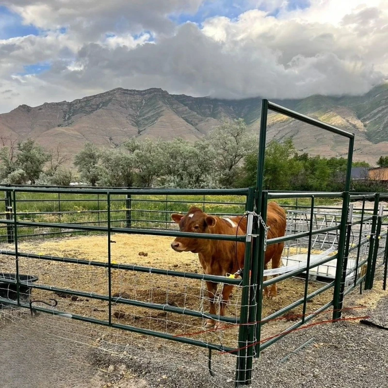 cheap 12ft horse round pen and livestock goat/cattle/horse corral panels