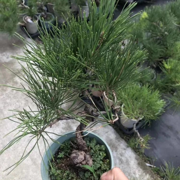 
Бонсай Pinus mini 