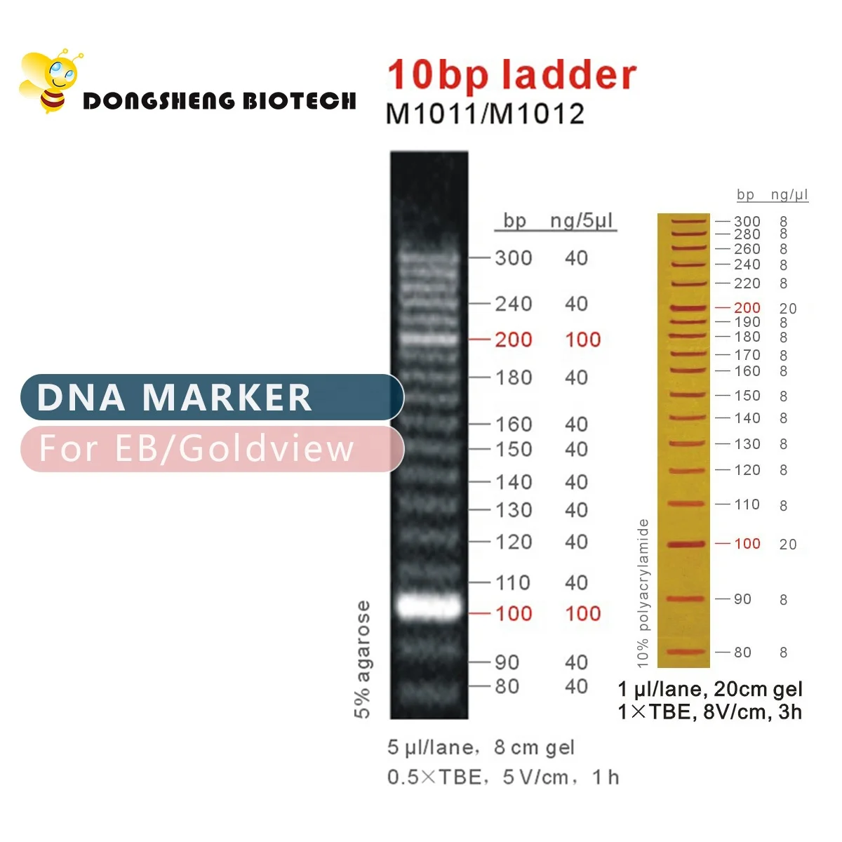 10bp DNA Ladder, Marker, OEM